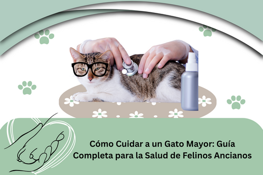 Cuidado de un gato mayor