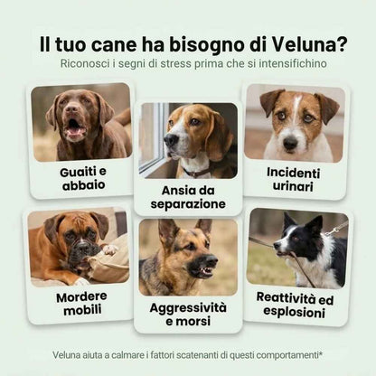 Diffusore di Feromoni Veluna per Alleviare l’Ansia nei Cani