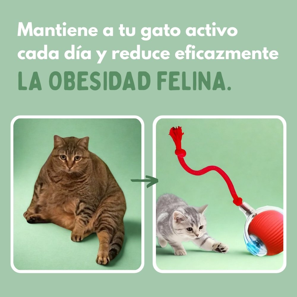 PELOTAVIVA - Palla intelligente per gatti al 100% autonoma