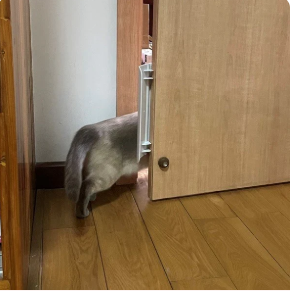 Porta per gatti senza trapano